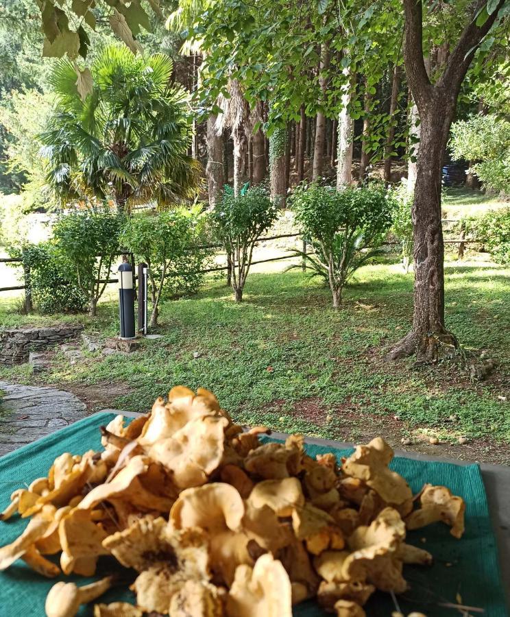 Il Bosco Di Campo Marzano Rooms & Apartments Borzonasca エクステリア 写真