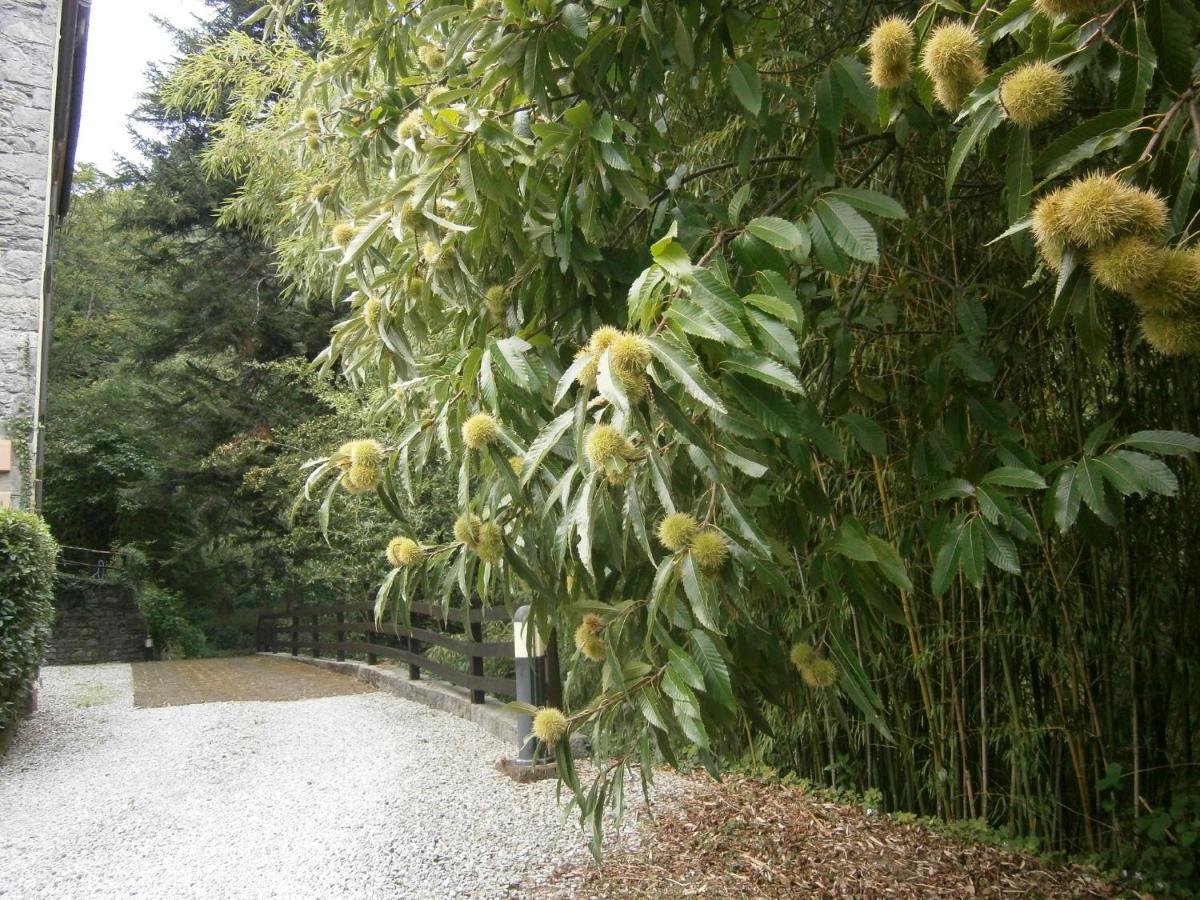 Il Bosco Di Campo Marzano Rooms & Apartments Borzonasca エクステリア 写真